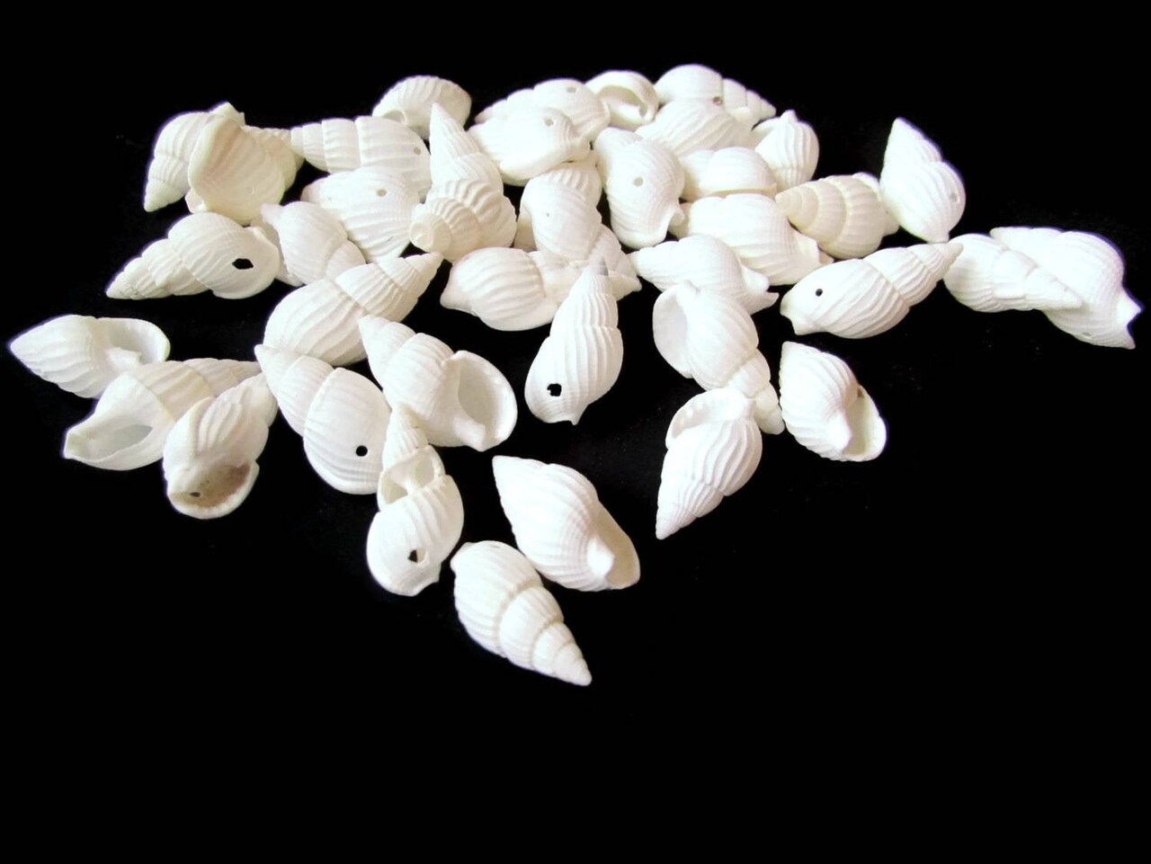 40 17mm to 27mm White Spiral Seashell Beads Natural Shell Beads